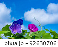 朝顔と夏の空 92630706