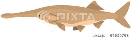 ヘラチョウザメ 92630798