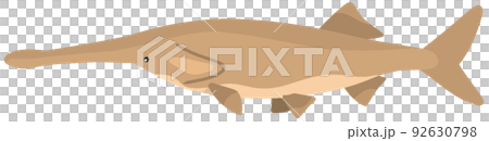 ヘラチョウザメ 92630798