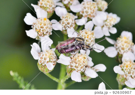 交尾するスジカミキリモドキ（北海道・鶴居村） 92630907