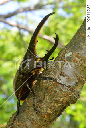 ヘラクレスオオカブトのヘラクレスヘラクレス樹木の上で　　緑背景 92631285