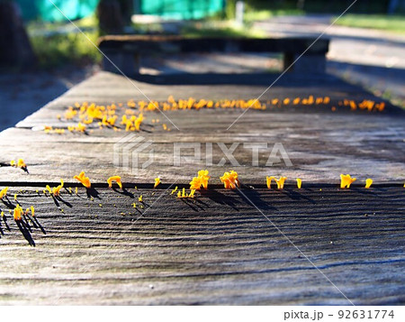 公園のベンチに群生するツノマタタケの生態写真 公園のベンチに群生するツノマタタケの生態写真 92631774