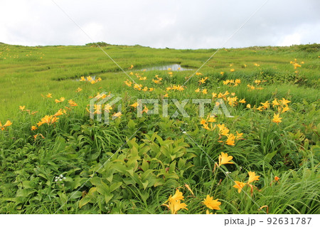 弥陀ヶ原湿原　月山　出羽三山　山形県 92631787