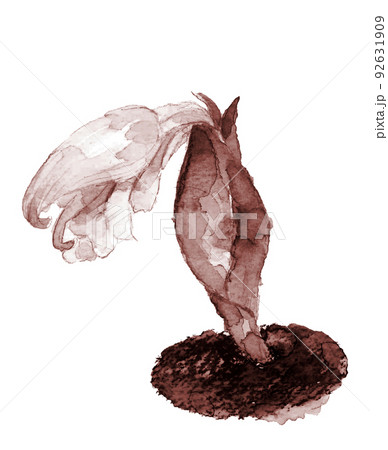 畑で咲いている茗荷の花 ブラウン系【手描き水彩画】白バック 透過背景  92631909