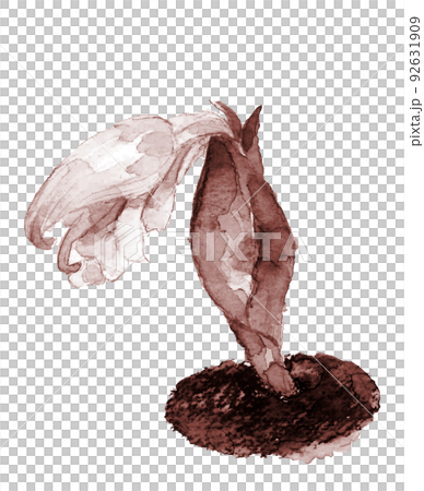 畑で咲いている茗荷の花 ブラウン系【手描き水彩画】白バック 透過背景  92631909