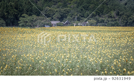 三重県 アスピア玉城アグリのひまわり畑 三重県 アスピア玉城アグリのひまわり畑 92631949