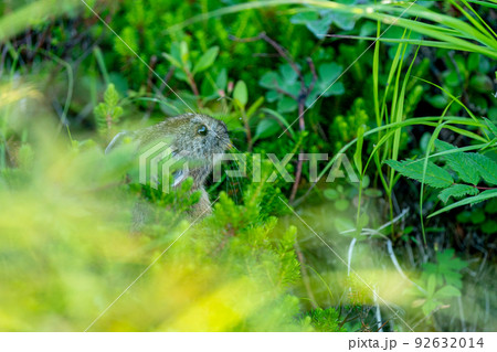 高山植物に囲まれ植物の葉を食べるエゾナキウサギ 92632014