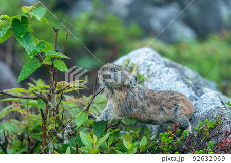 高山植物に囲まれたガレ場で採食するエゾナキウサギ 92632069