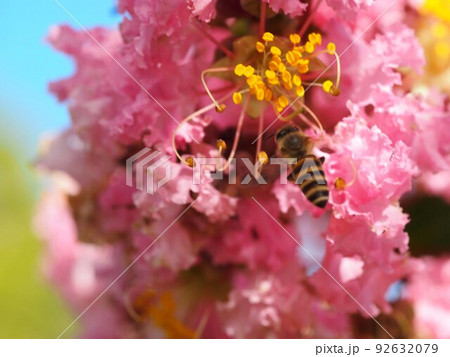 サルスベリの花芯めがけて飛んできたミツバチ（青空と百日紅と蜜蜂） 92632079
