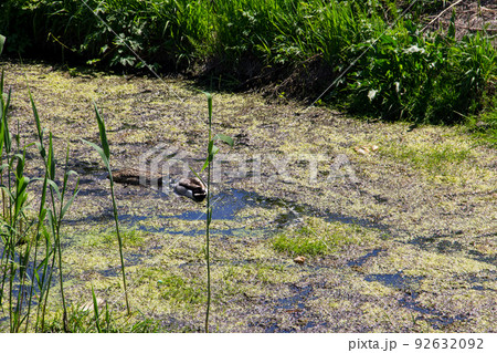 Ducks swimming among marsh plants Ducks swimming among marsh plants 92632092