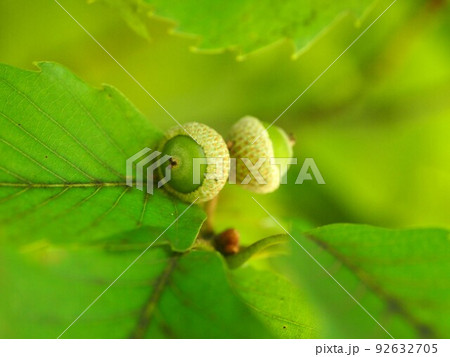 コナラの葉と蒼いドングリ(殻斗の中の団栗) コナラの葉と蒼いドングリ(殻斗の中の団栗) 92632705