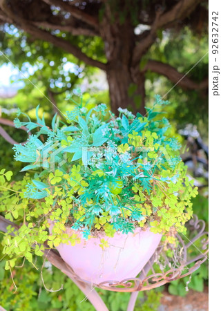 レトロな鉢植えに植わった緑と黄緑色の植物鉢植え レトロな鉢植えに植わった緑と黄緑色の植物鉢植え 92632742