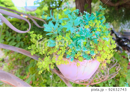 レトロな鉢植えに植わった緑と黄緑色の植物鉢植え レトロな鉢植えに植わった緑と黄緑色の植物鉢植え 92632743