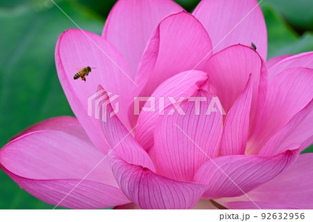 大賀蓮の花とミツバチ 92632956