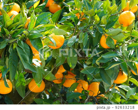 みかん畑03 92633218
