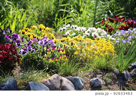 色とりどりのビオラが咲く春の花壇 92633463