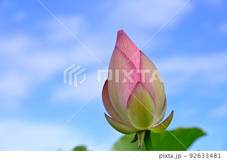蓮の蕾 92633481