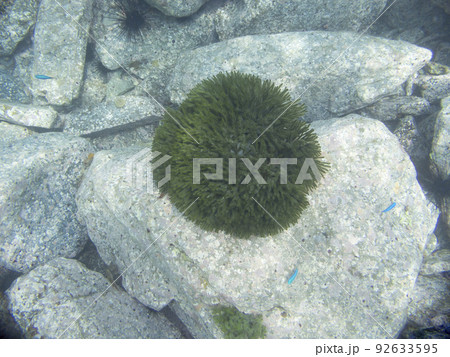 ミル　海藻 92633595