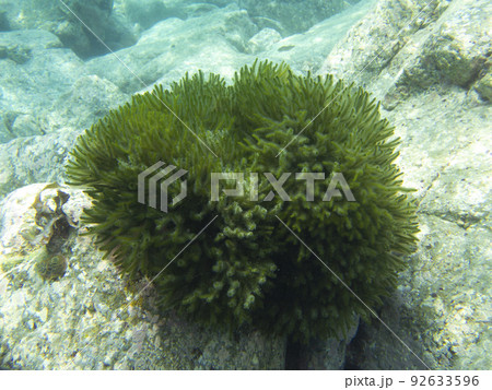 ミル　海藻 92633596