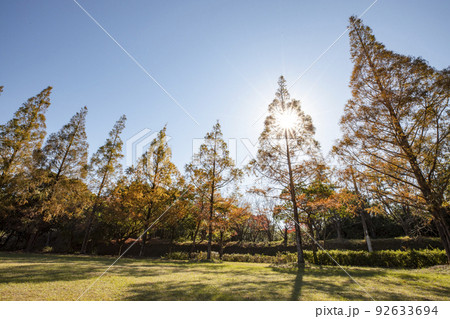 メタセコイア並木の紅葉【土師野尾ダム水源の森】 92633694