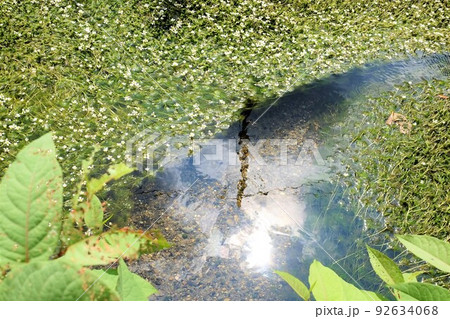 水面を覆う梅花藻 水面を覆う梅花藻 92634068