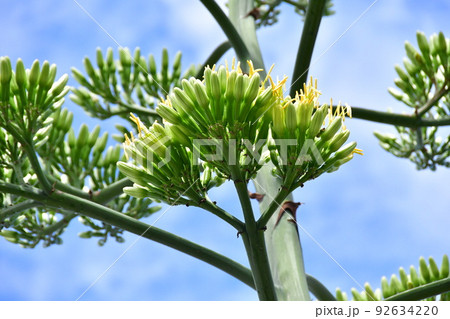 リュウゼツラン 92634220