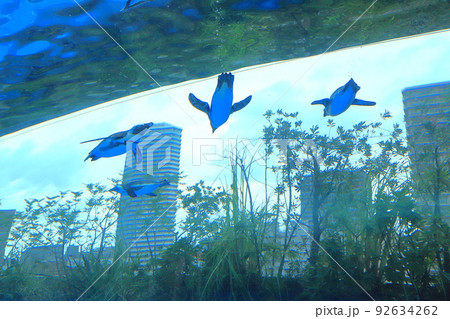 サンシャイン水族館 天空のペンギン サンシャイン水族館 天空のペンギン 92634262