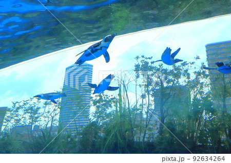 サンシャイン水族館　天空のペンギン　　 92634264
