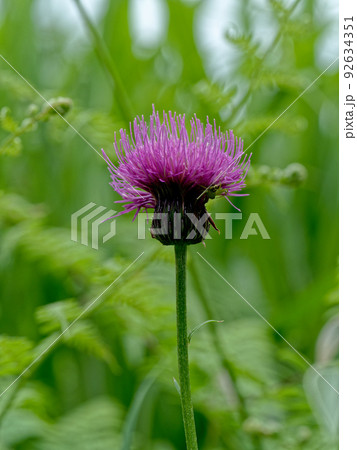 ノアザミの花咲く ノアザミの花咲く 92634351