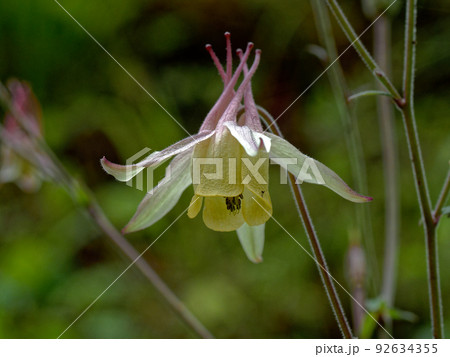 キンポウゲ科ヤマオダマキの花 92634355