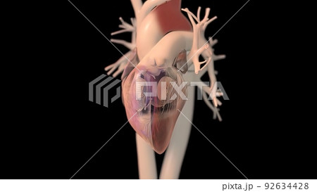 Human heart, realistic anatomy 92634428