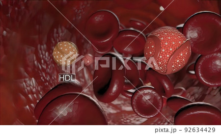 High-density lipoprotein (HDL) cholesterol 92634429