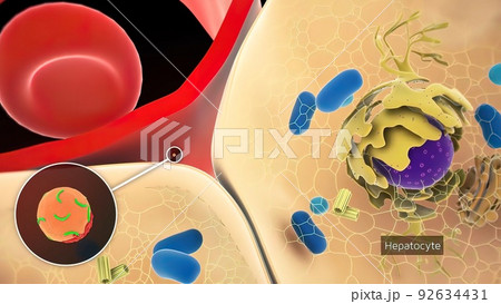 Hepatitis C is an inflammation of the liver caused by the hepatitis C virus 92634431
