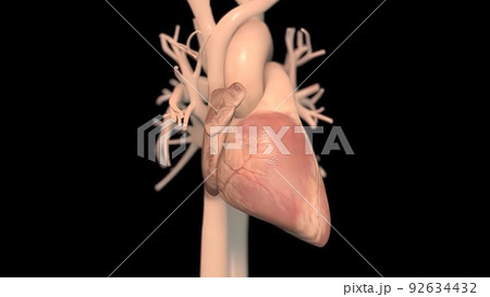 Human heart, realistic anatomy Human heart, realistic anatomy 92634432