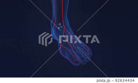 Foot bones with ligaments and blood vessels 92634434
