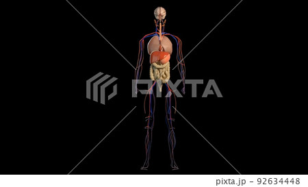 3D Animated of internal organs, nerve, bone, muscle systems created 3D Animated of internal organs, nerve, bone, muscle systems created 92634448