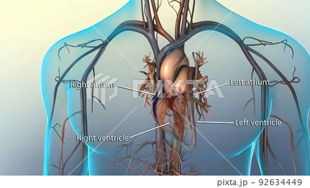Systole causes the ejection of blood into the aorta and pulmonary trunk. 92634449