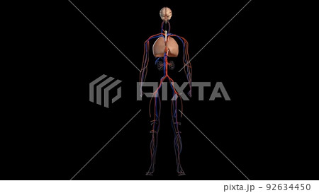 Human anatomy on black background, of vascular system 92634450