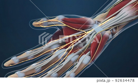 Human hand nerves and tendon 92634478