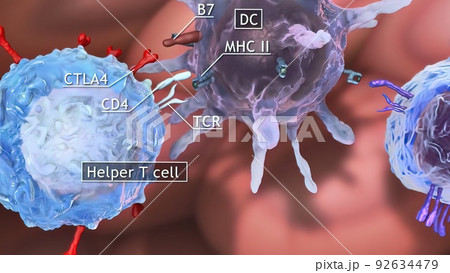 The T helper cells (Th cells), also known as CD4 cells or CD4-positive cells, are a type of T cell that play an important role in the immune system 92634479