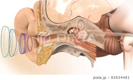 3D Human Ear Anatomy System 92634481