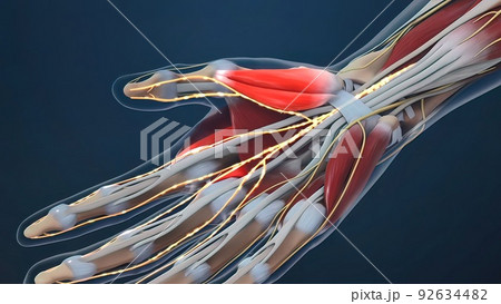 Human hand nerves and tendon 92634482