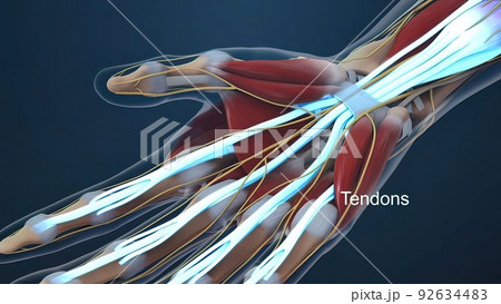 Human hand nerves and tendon 92634483