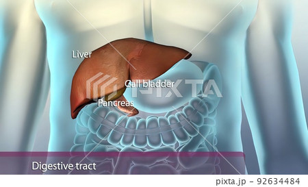 Auxiliary organs in the digestive system Auxiliary organs in the digestive system 92634484