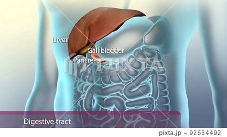 Auxiliary organs in the digestive system 92634492