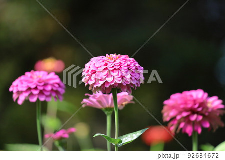 ガーデニングの定番の花 92634672