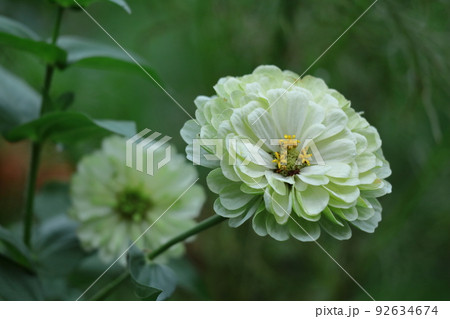 ガーデニングの定番の花 ガーデニングの定番の花 92634674