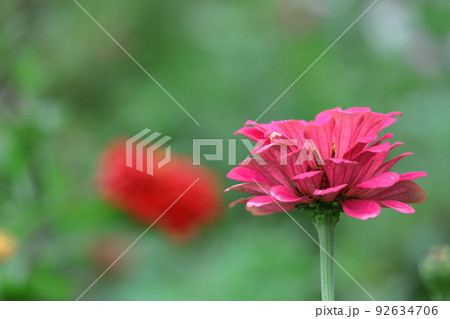 ガーデニングの定番の花 92634706