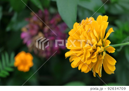 ガーデニングの定番の花 92634709