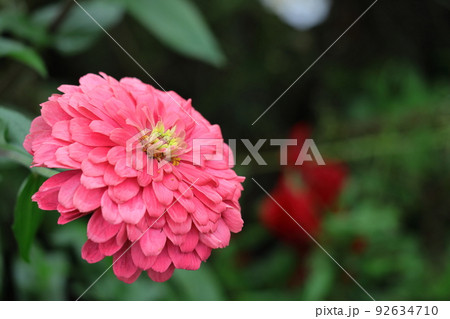 ガーデニングの定番の花 92634710